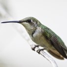 Immature Ruby-throated Hummingbird - Male